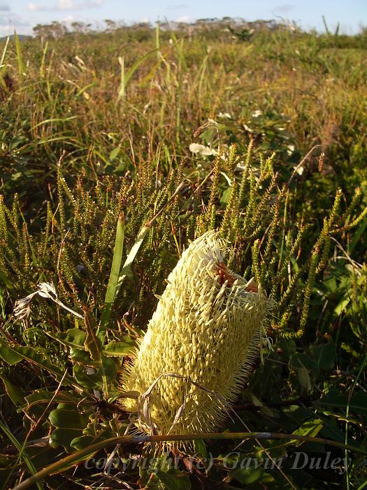 Dwarf banksia, Red Rock IMGP8606.JPG